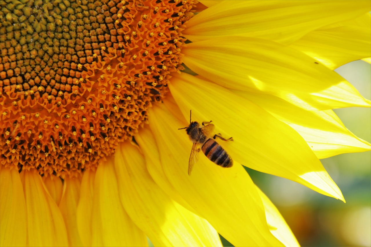 Eco-Friendly Gardening Tips for Beginners